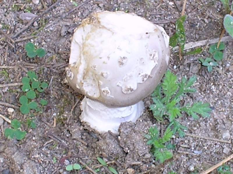 amanita citrina?